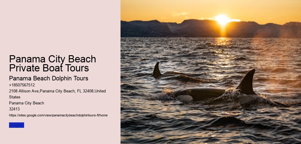 Dolphin Swim Tours Panama City Beach