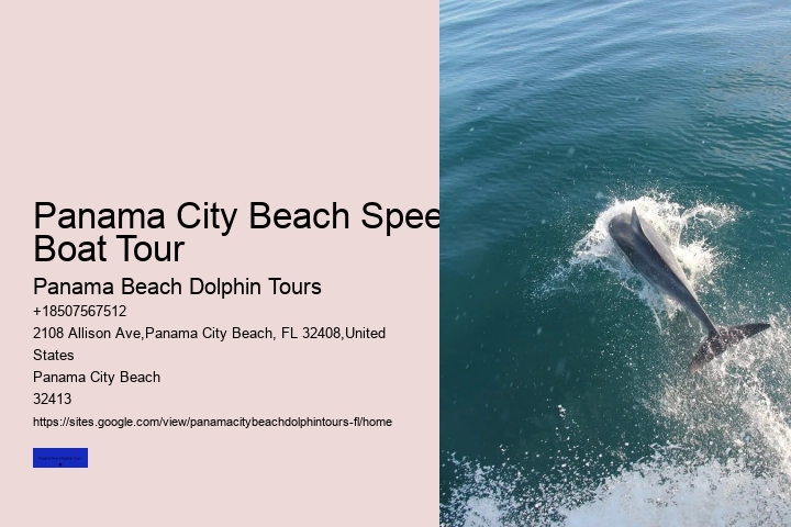 What Is The Best Time For Dolphin Tours