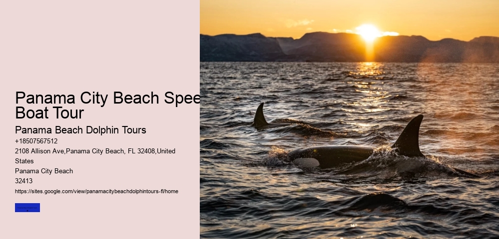 Is It Safe To Swim With Dolphins At A Resort