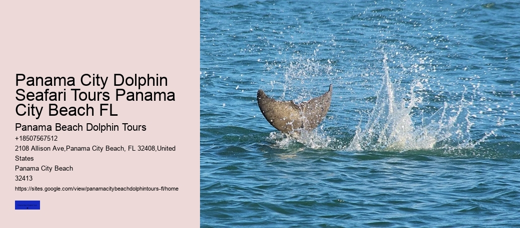 Panama City Dolphin Seafari Tours Panama City Beach FL