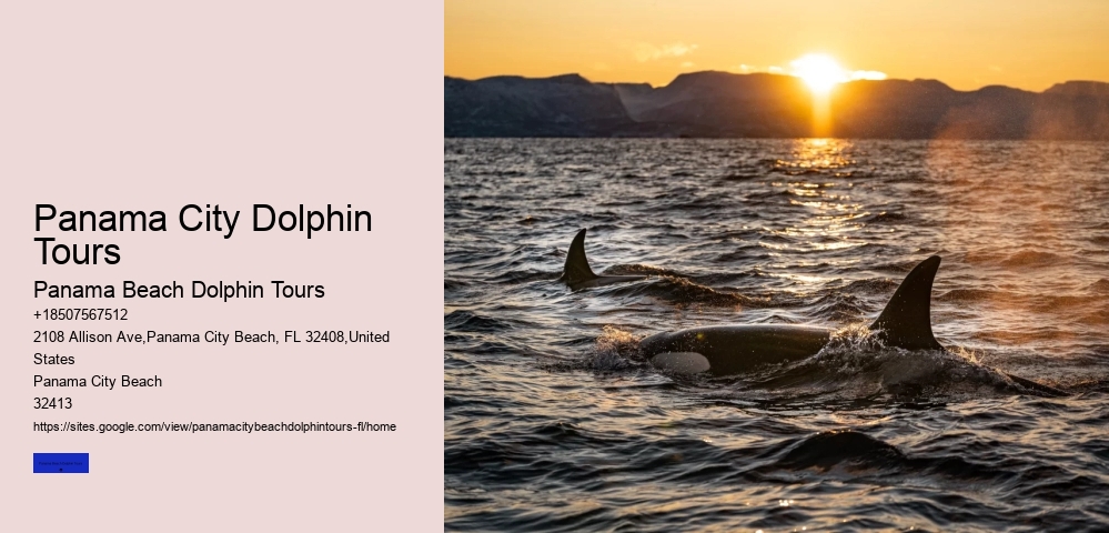 Spring Is When We See The Most Baby Dolphins Born