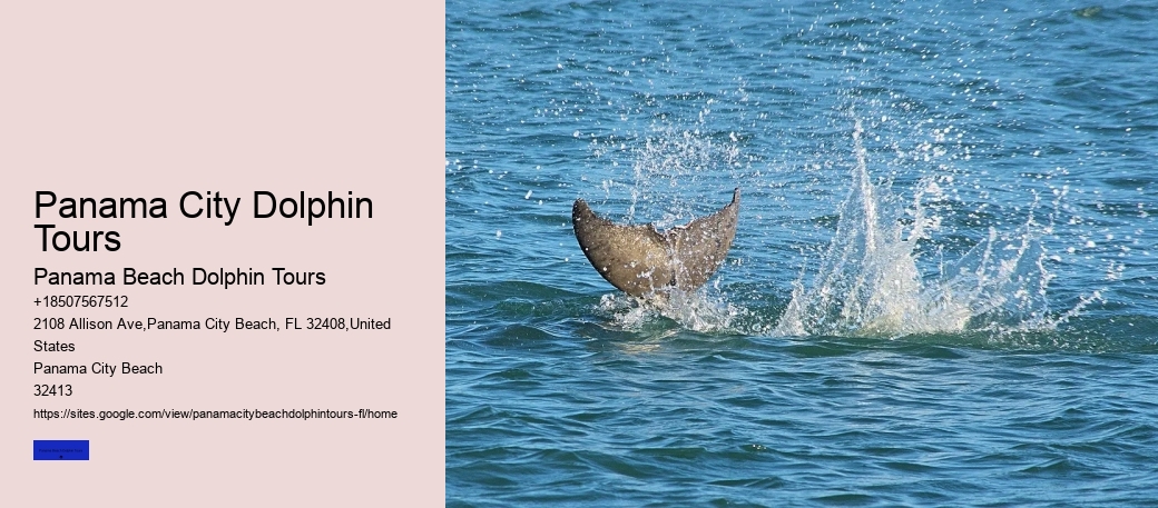 Top 20 Panama City Beach Dolphin Cruises & Tours