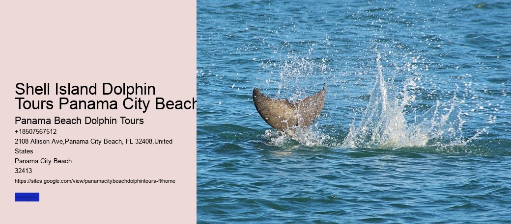 Panama City Dolphin Seafari Tours Panama City Beach FL