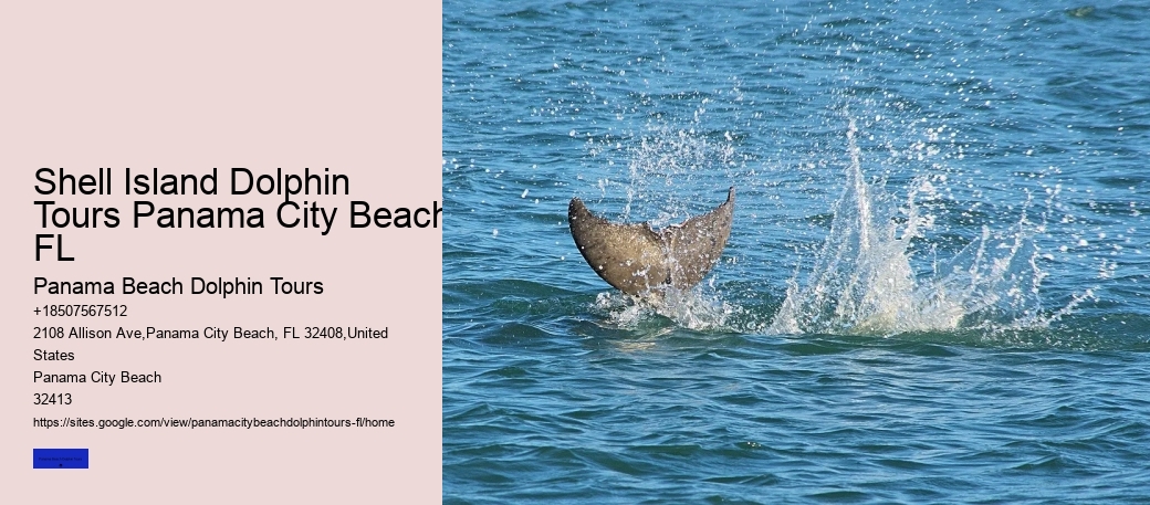 Are There Dolphins In Panama City Beach