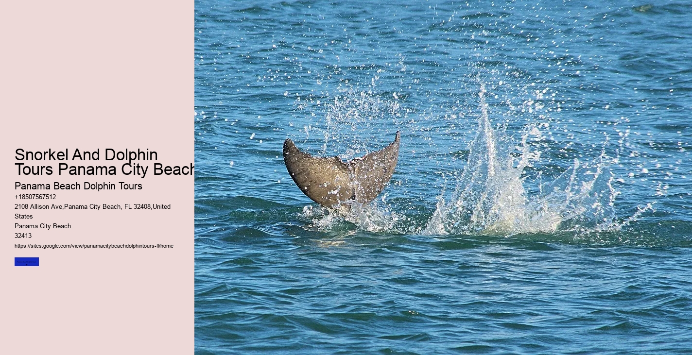 What Should You Not Do While Swimming With Dolphins