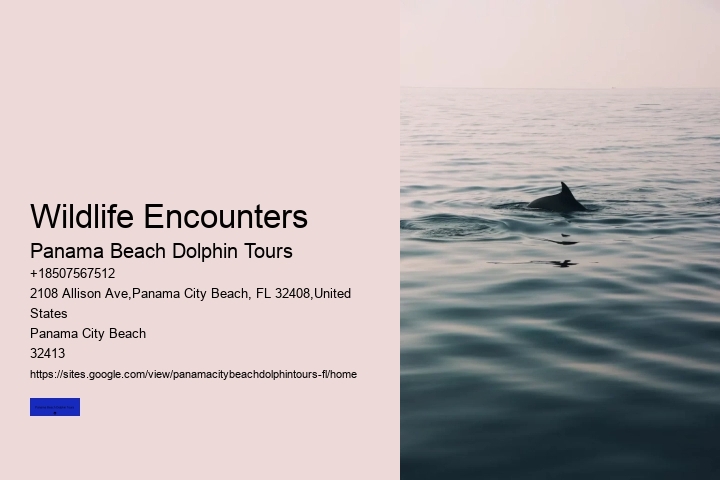 Dolphin Cruise Panama City Beach FL