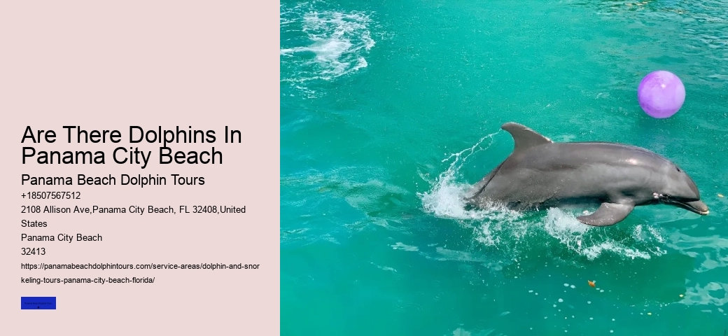 Diving With Dolphins
