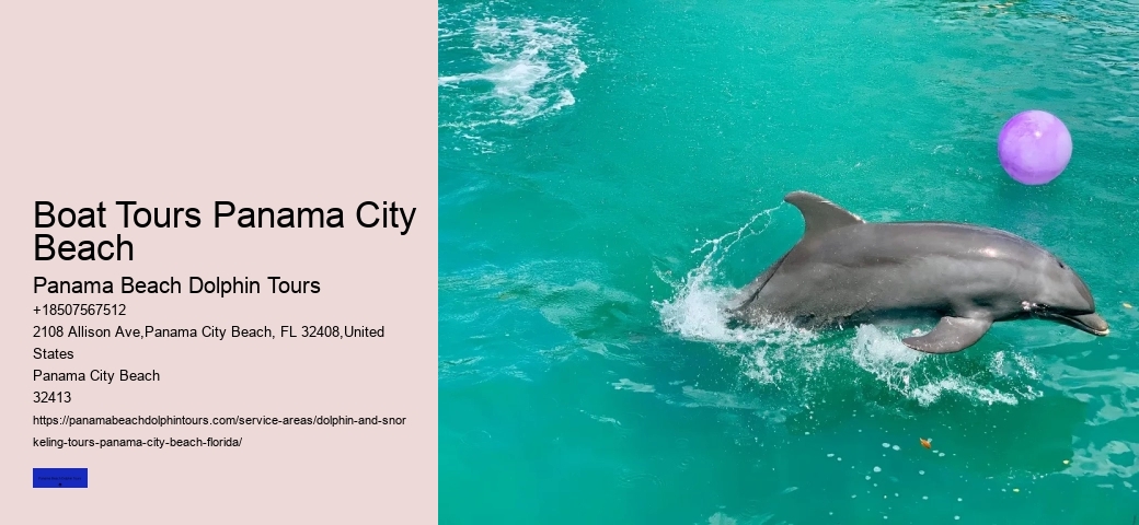 Can You Swim With Dolphins In Panama Beach Florida