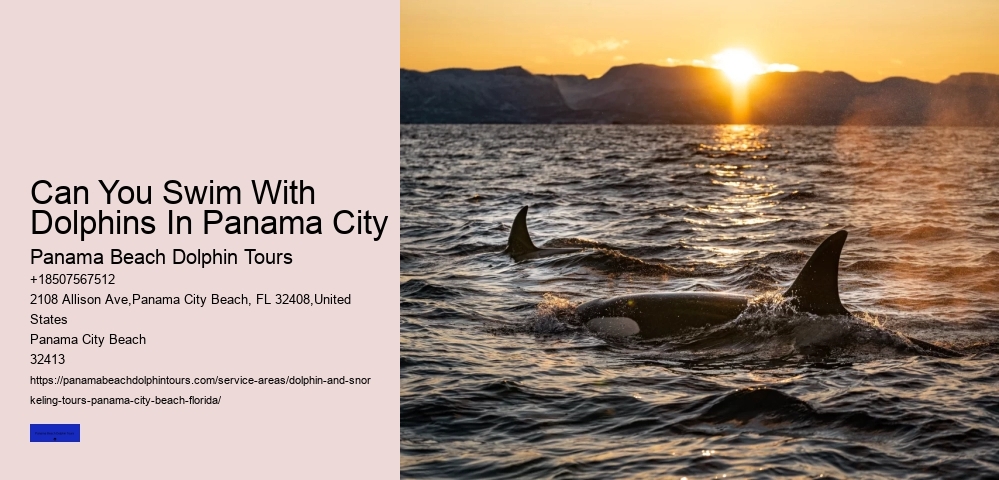 Dolphin Encounters