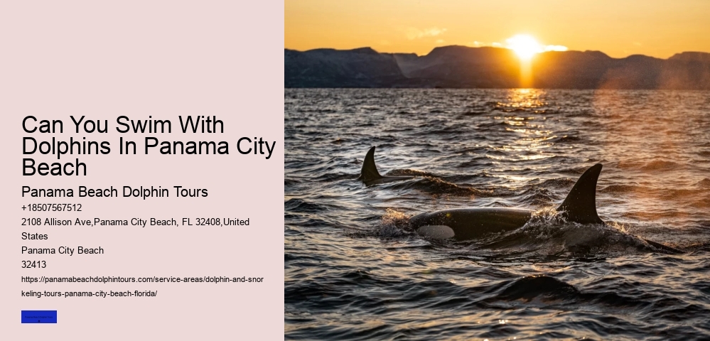 Dolphin Swim Tours Panama City Beach