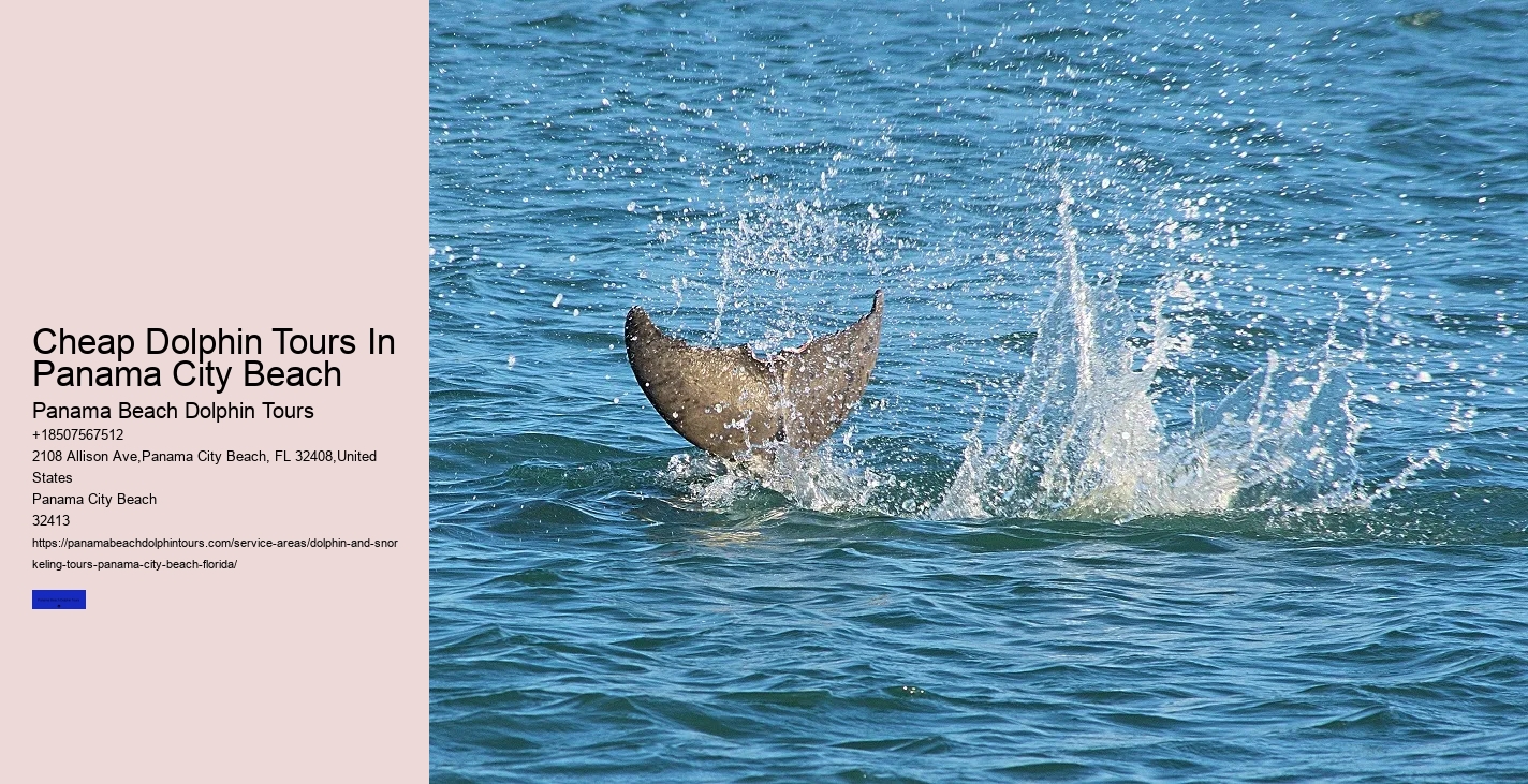 Dolphin And Snorkeling Tours In Panama City Beach