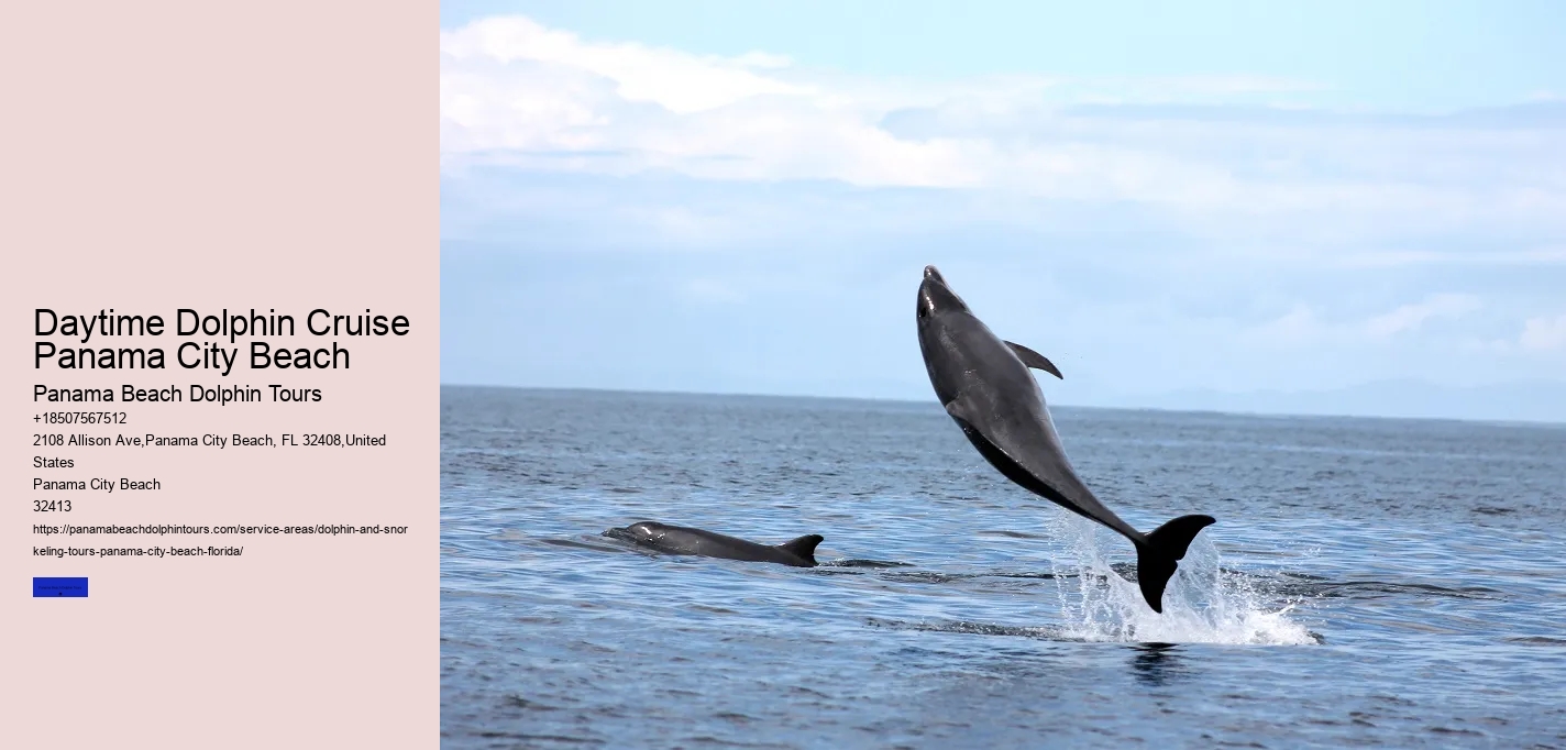 Beach Dolphin