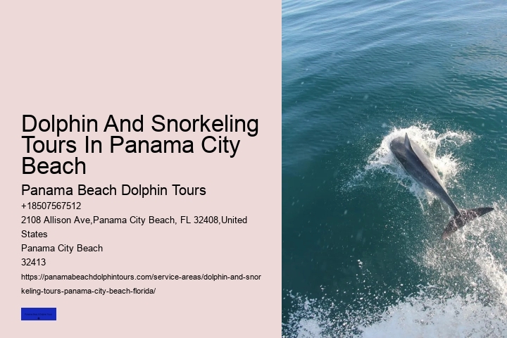 What Time Of Day Is Best For Dolphin Encounter