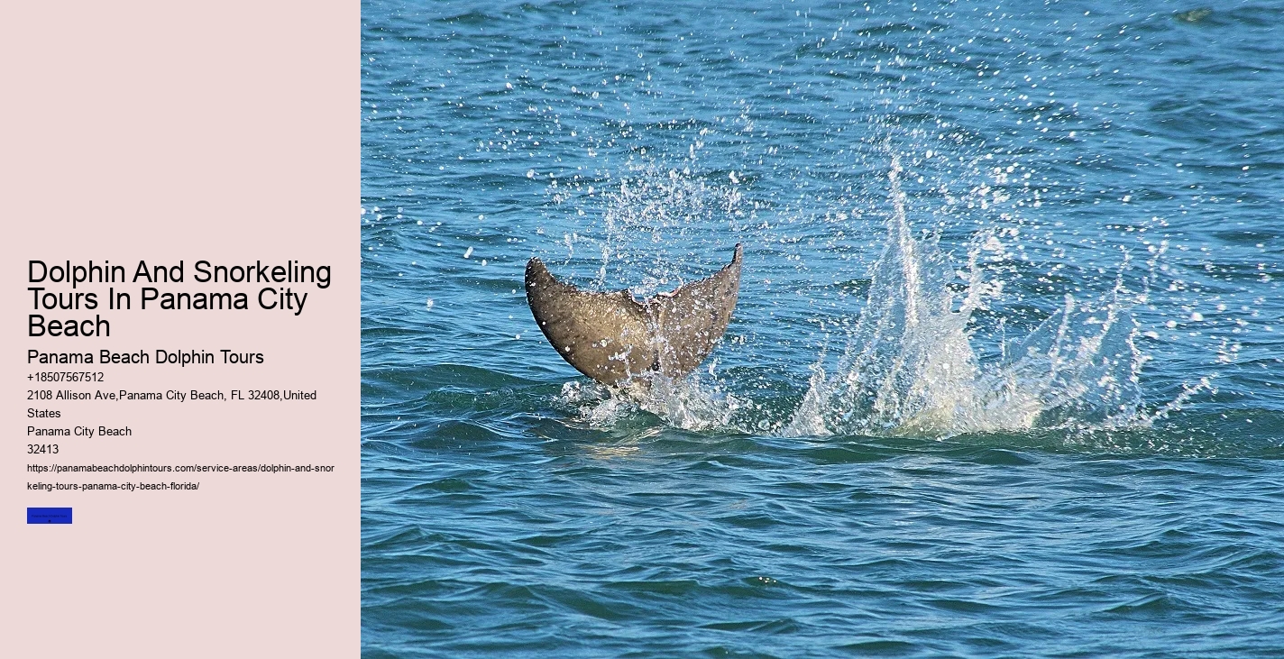What Month Is Best For Dolphin Watching