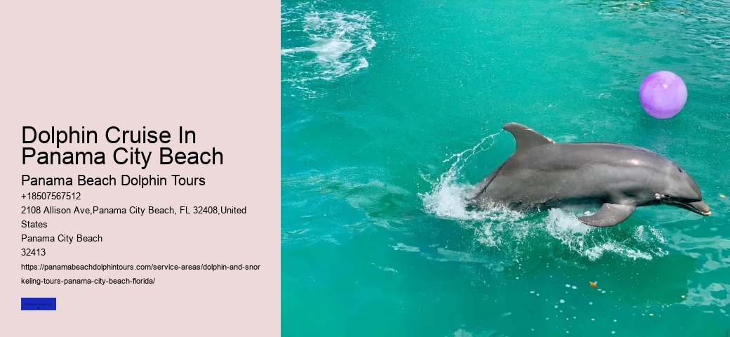 Dolphin & Whale Watching In Panama City Beach