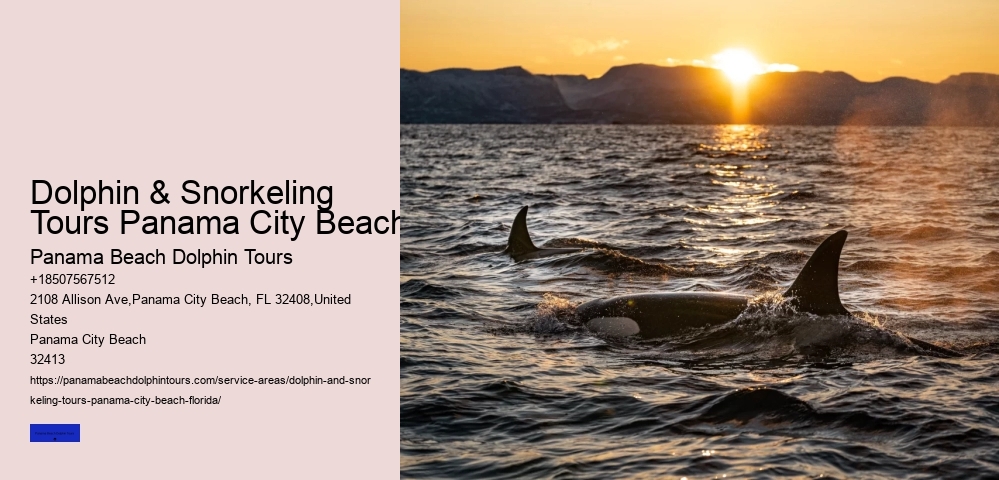 Best Time For Dolphin Watching