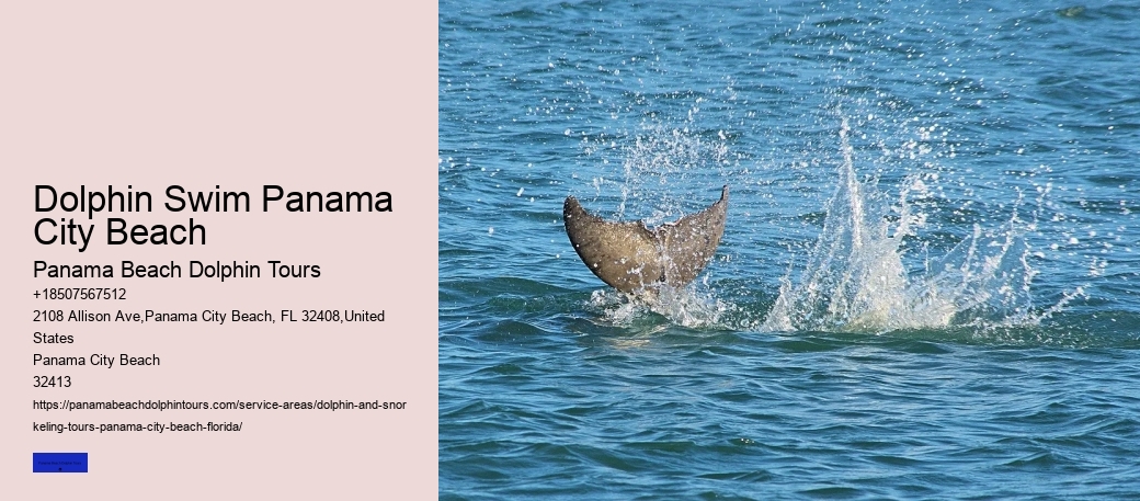 Dolphin Tours Near Panama City Beach