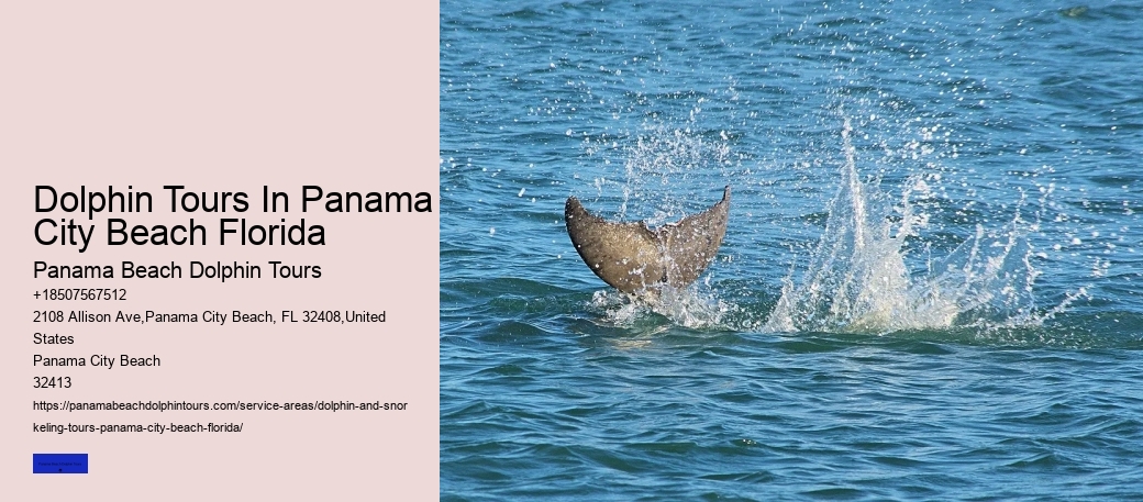 City Beach Dolphin Tours