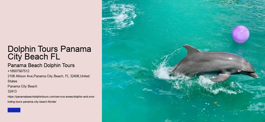 What Is Dolphin Season
