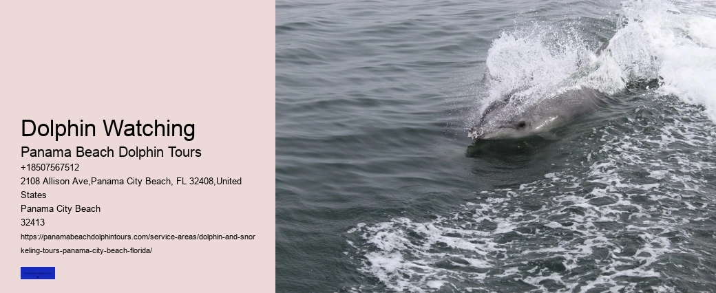 Panama City Beach Dolphin Swim