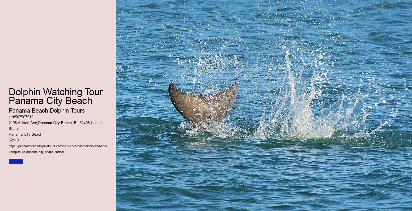 Dolphin Tours