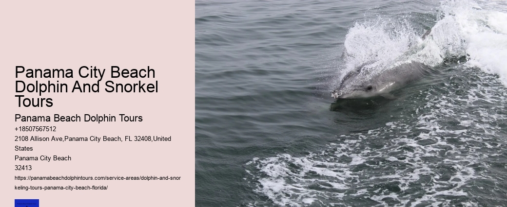 Swim With A Dolphin In Panama City Beach
