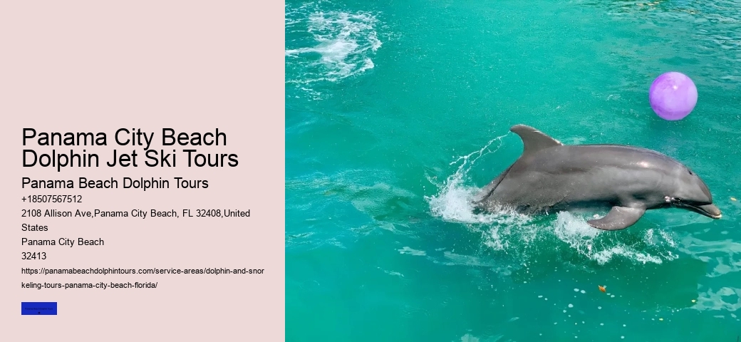 Six Reasons Why You Should Not Swim With Wild Spinner Dolphins