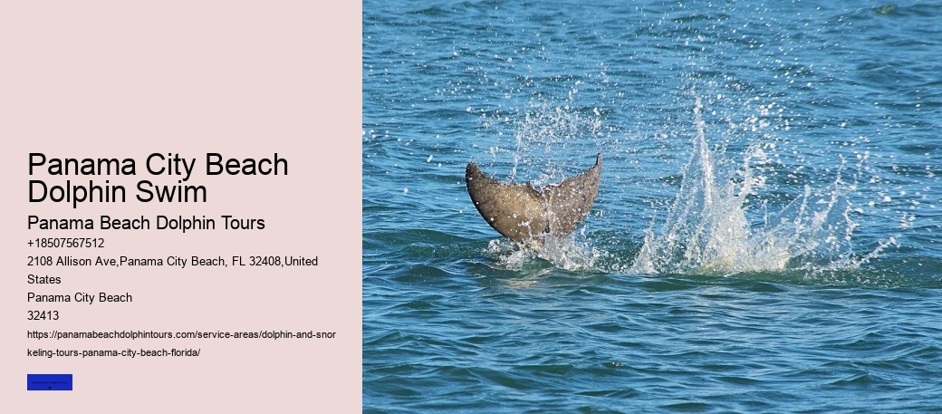 What Month Are Dolphins Most Active In Florida