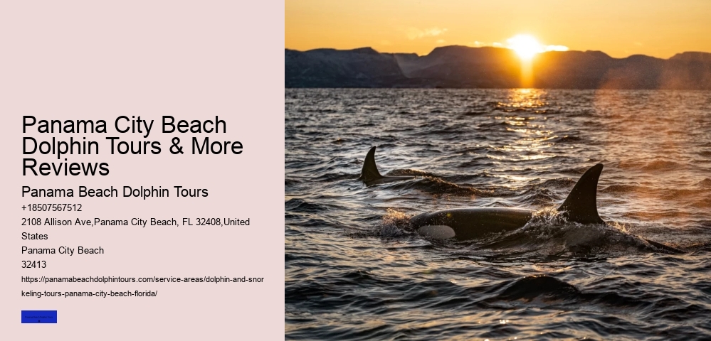 Best Time Of Year For Whale Watching By Seasons