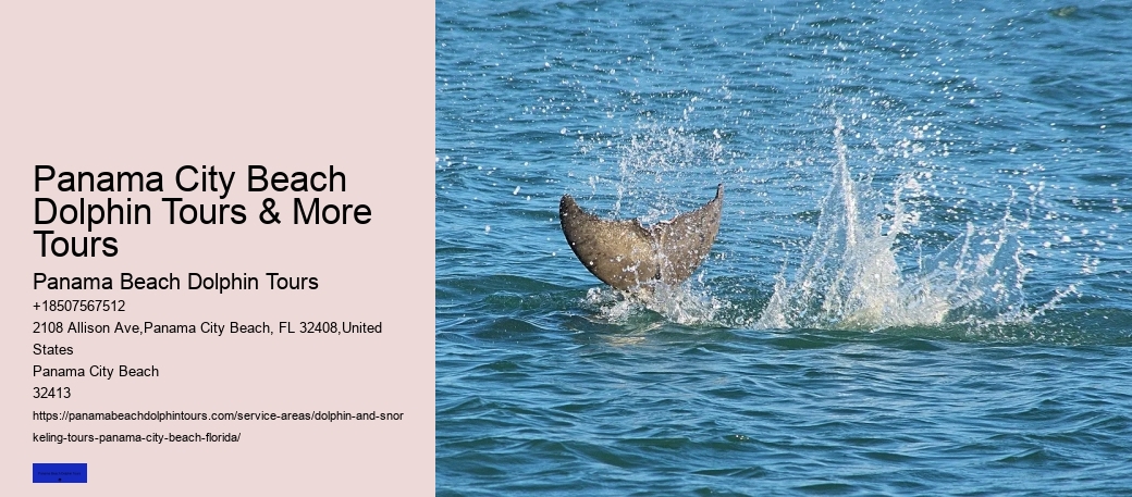 9 Great Dolphin Tours In Panama City Beach