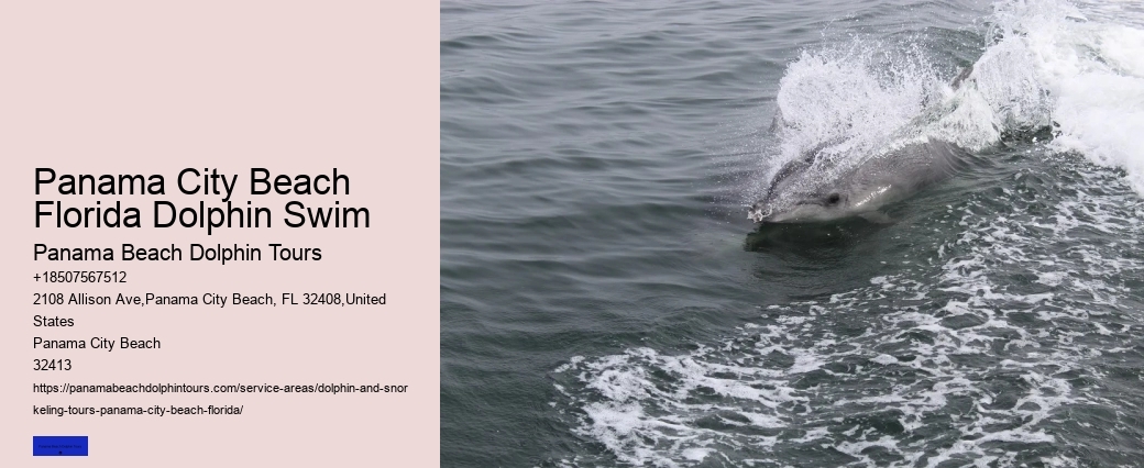 How Do You Spot Dolphins From Shore