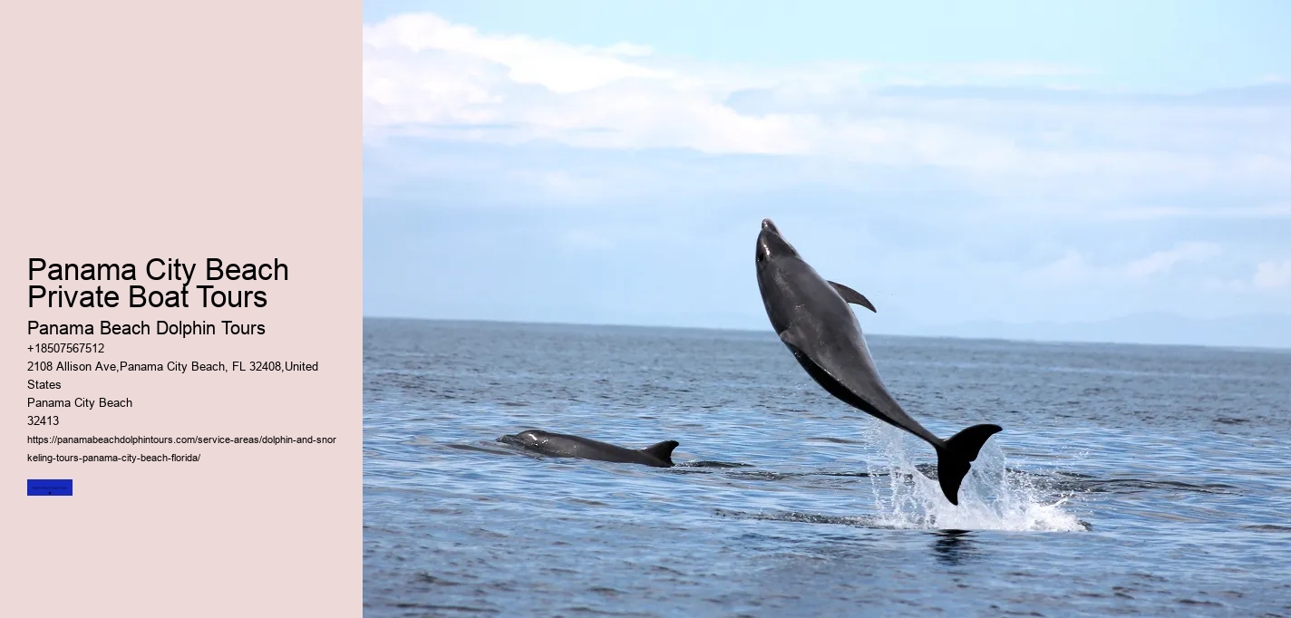 The Risks Of Swimming With Dolphins In The Wild