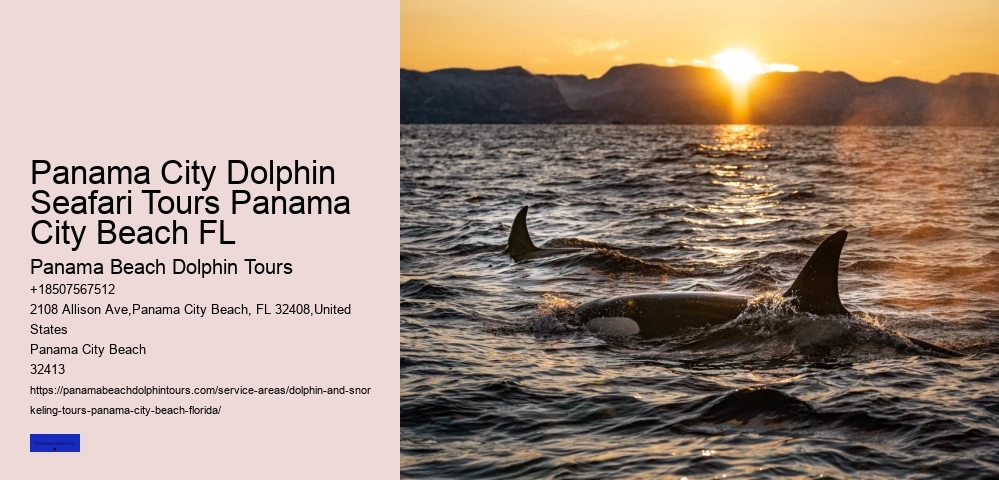 18 Best Places To Swim With Dolphins