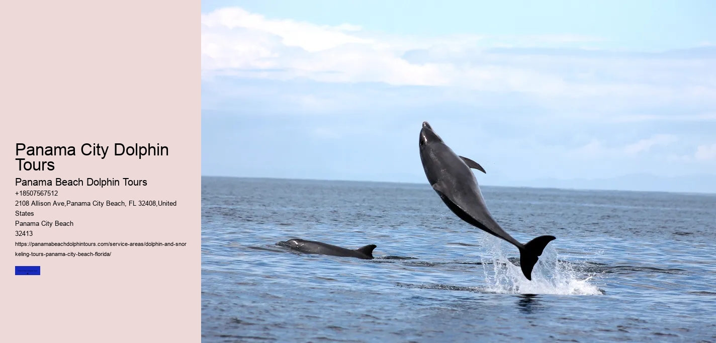 Shell Island Trips & Dolphin Tours