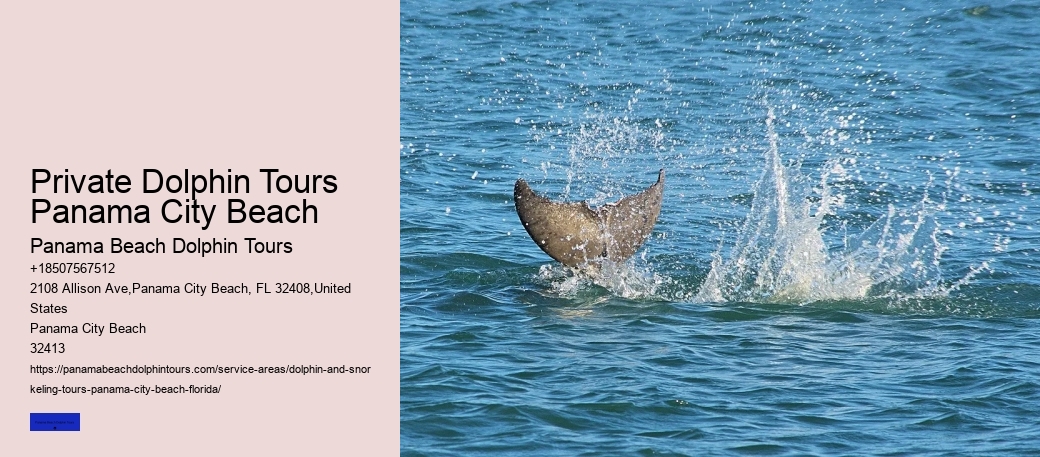 Dolphin Tours Panama City Beach Florida