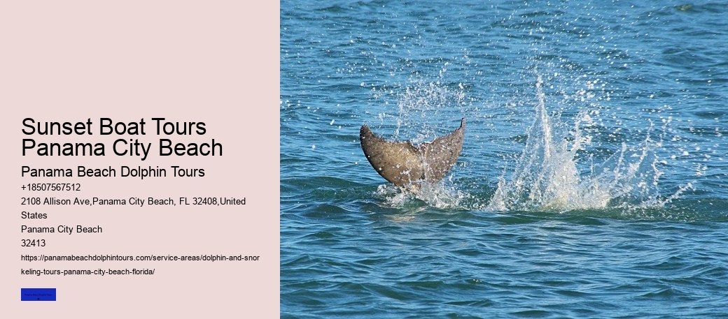 Dolphin Encounters
