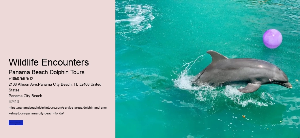 Can You Swim With The Dolphins In Panama CityFlorida
