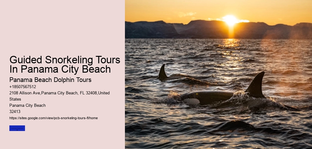 Guided Snorkeling Tours In Panama City Beach